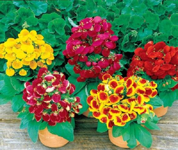 Calceolaria: photo, how to grow