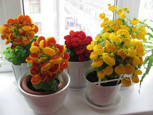 Calceolaria: photo, how to grow