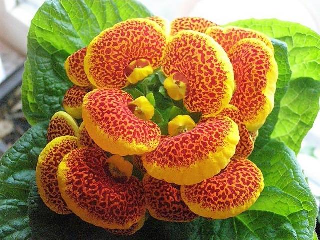 Calceolaria: photo, how to grow