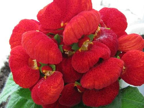 Calceolaria: photo, how to grow