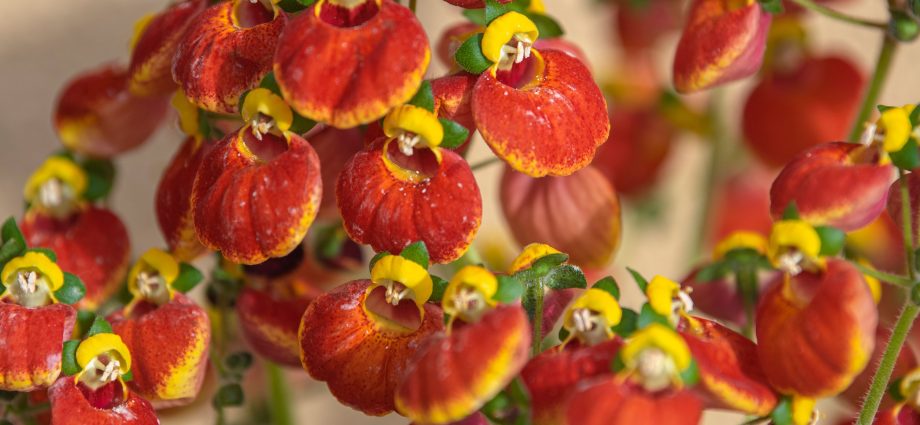 Calceolaria: photo, how to grow