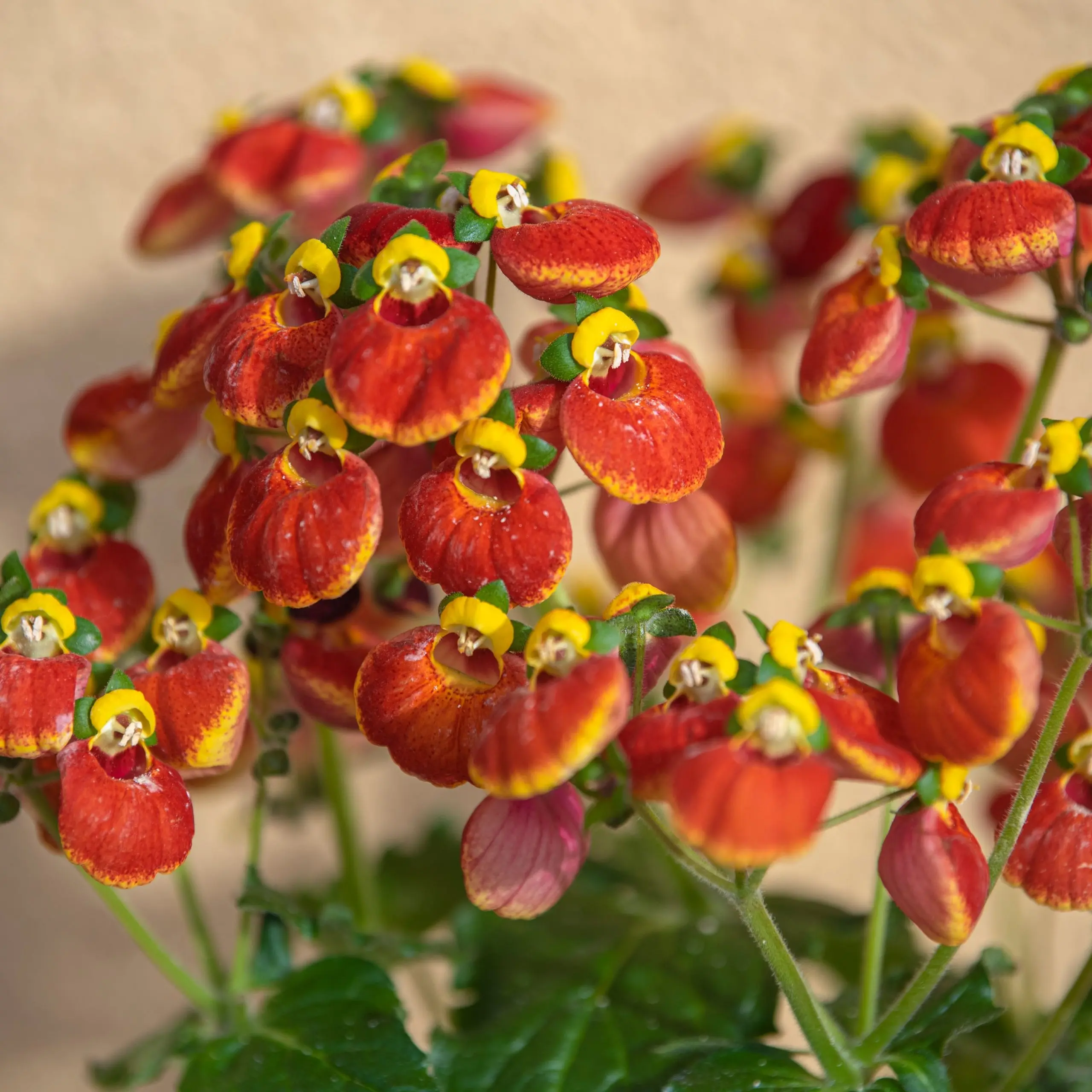 Calceolaria: photo, how to grow