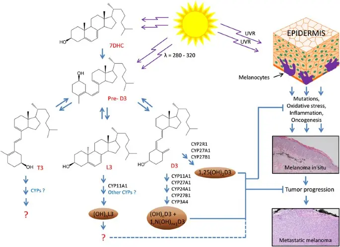 Calcium and Vitamin D may protect against melanoma