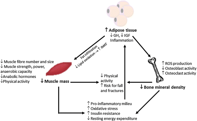 Calcium deficiency early in life increases the risk of osteoporosis and obesity