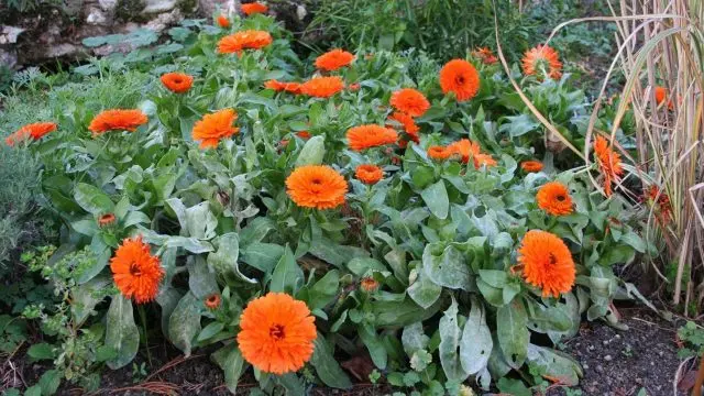 Calendula (marigold): when and how to plant in open ground