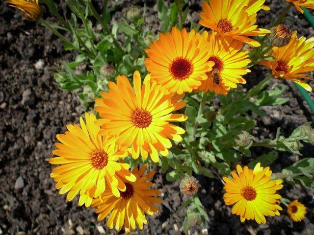 Calendula (marigold): when and how to plant in open ground