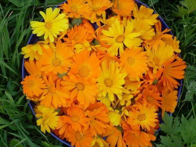 Calendula (marigold): when and how to plant in open ground