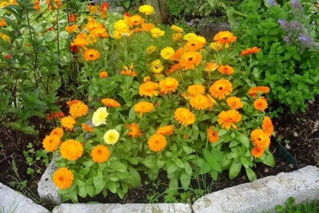 Calendula (marigold): when and how to plant in open ground