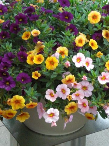 Calibrachoa: growing from seeds at home