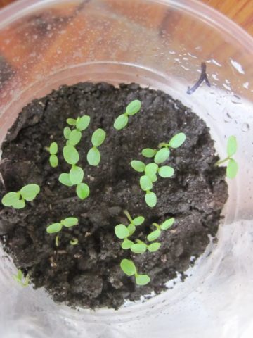 Calibrachoa: growing from seeds at home