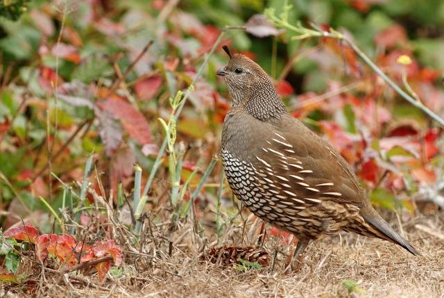 California quail: description of the breed