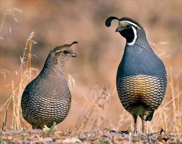 California quail: description of the breed