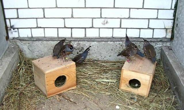 California quail: description of the breed