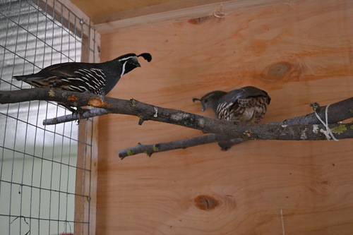 California quail: description of the breed