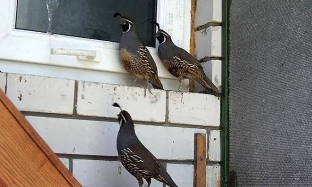 California quail: description of the breed