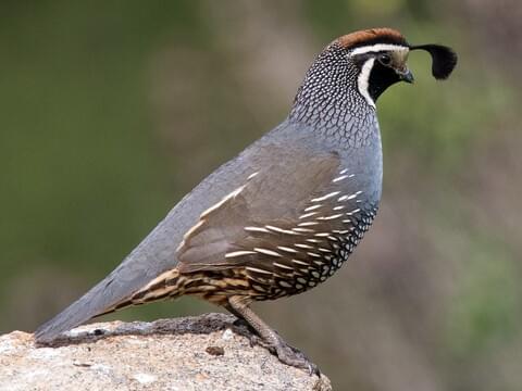 California quail: description of the breed