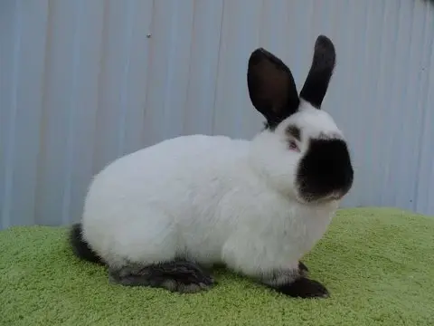 California rabbits: breeding at home