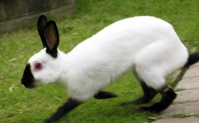 California rabbits: breeding at home