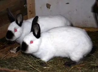 California rabbits: breeding at home