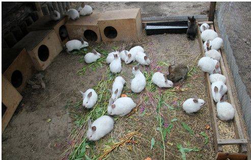 California rabbits: breeding at home