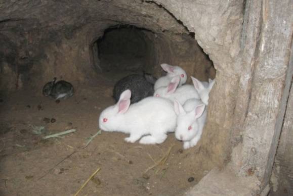 California rabbits: breeding at home