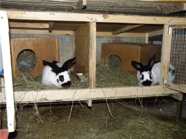 California rabbits: breeding at home