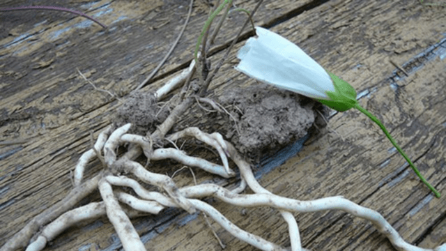 Calistegia: planting and care in the open field, reproduction