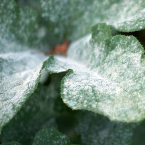 Calistegia: planting and care in the open field, reproduction