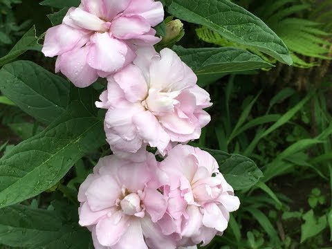 Calistegia: planting and care in the open field, reproduction