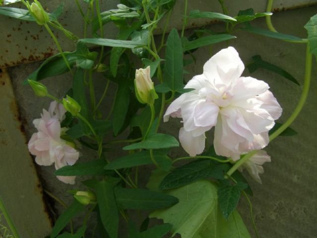 Calistegia: planting and care in the open field, reproduction