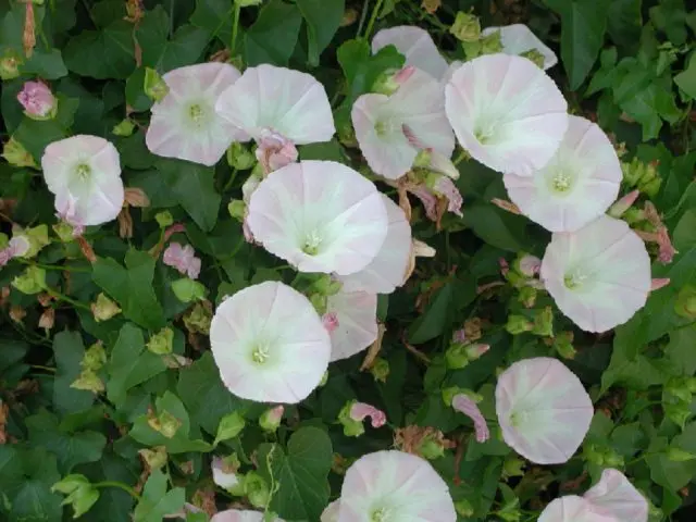 Calistegia: planting and care in the open field, reproduction