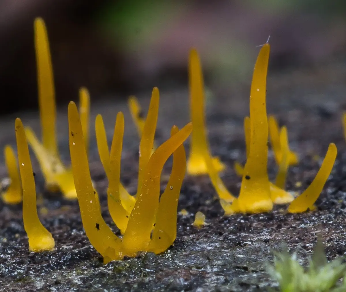 Calocera cornea (Calocera cornea) photo and description