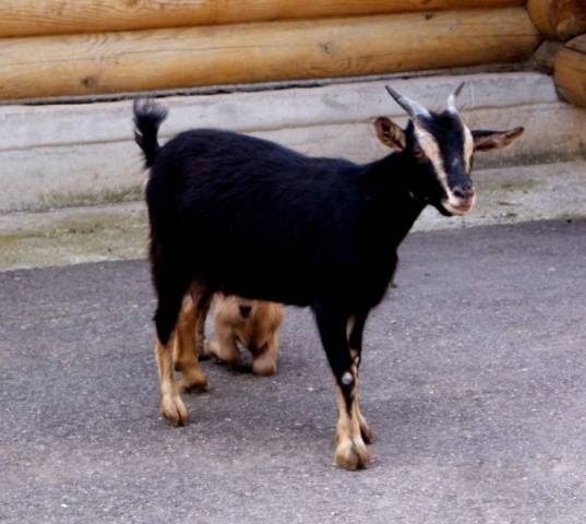 Cameroon goat