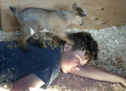 Cameroon goat