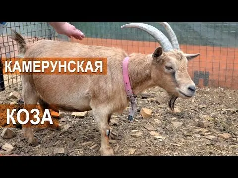 Cameroon goat