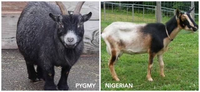 Cameroon goat