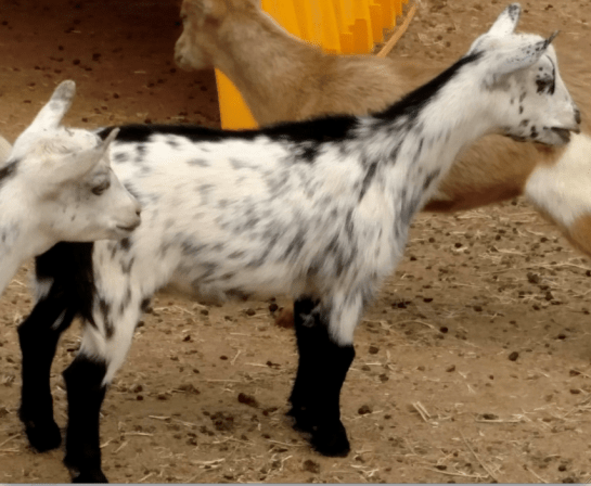 Cameroon goat