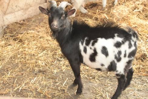 Cameroon goat