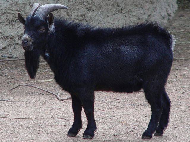 Cameroon goat