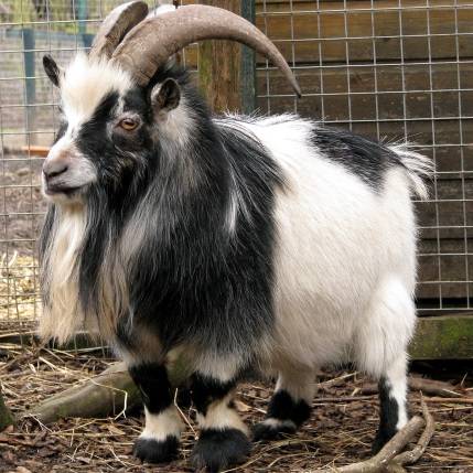 Cameroon goat