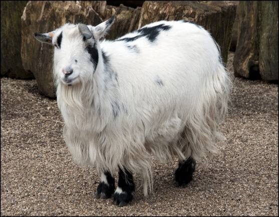 Cameroon goat