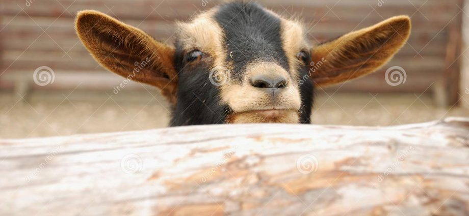 Cameroon goat