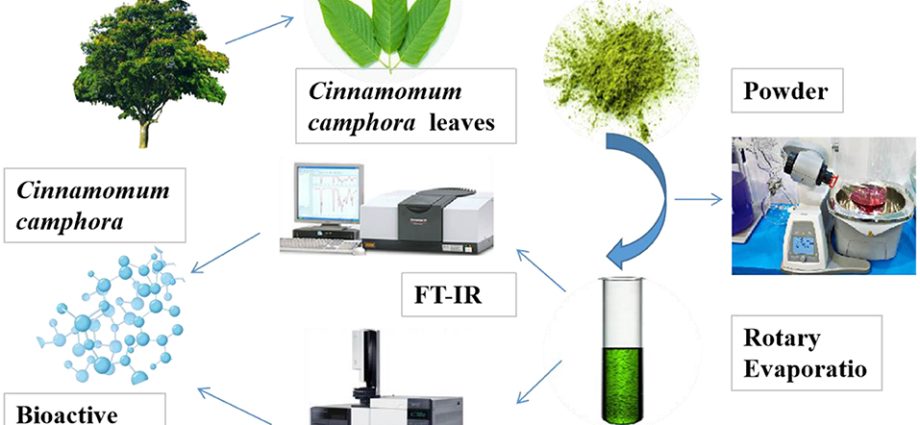 Camphor &#8211; extraction, properties, application