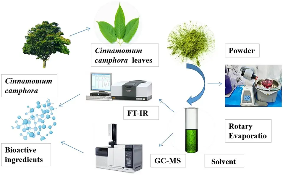 Camphor &#8211; extraction, properties, application