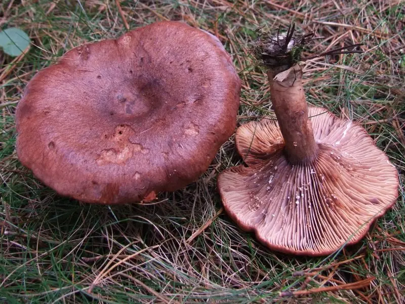 Camphor milkweed (Lactarius camphoratus) photo and description