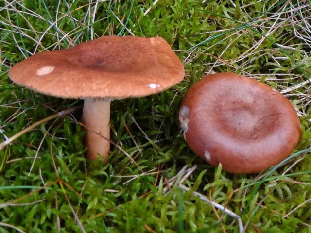 Camphor mushroom (camphor milker): photo and description, how to distinguish from red