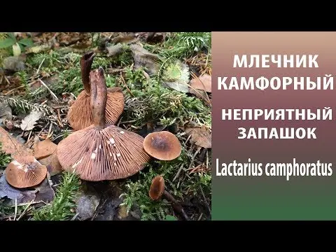 Camphor mushroom (camphor milker): photo and description, how to distinguish from red