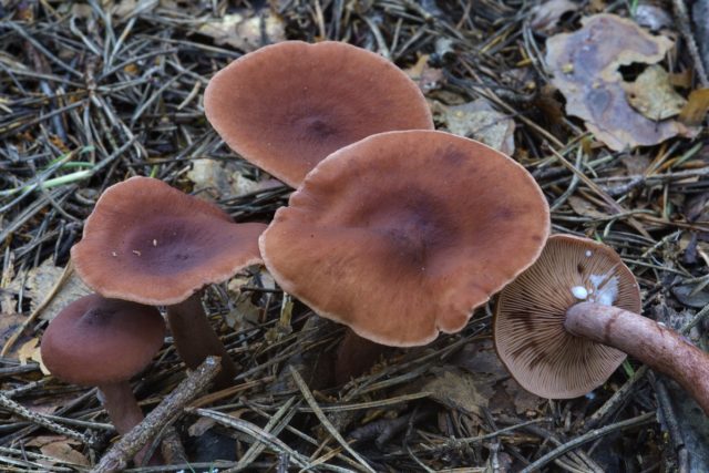 Camphor mushroom (camphor milker): photo and description, how to distinguish from red