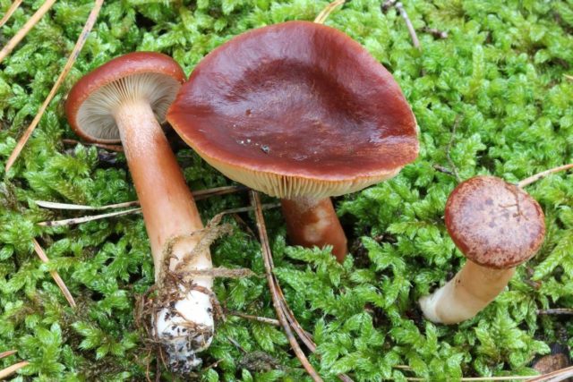 Camphor mushroom (camphor milker): photo and description, how to distinguish from red