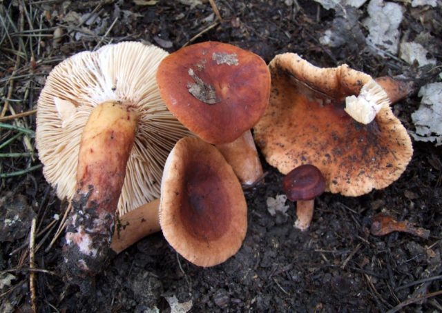 Camphor mushroom (camphor milker): photo and description, how to distinguish from red